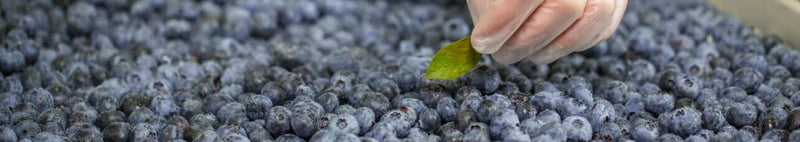 organic blueberry